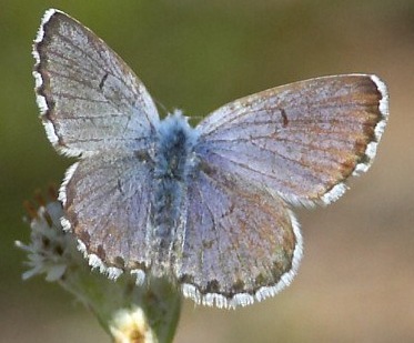 An eastern baton blue butterfly